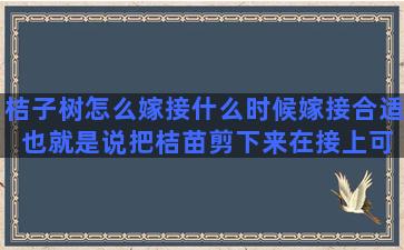 桔子树怎么嫁接什么时候嫁接合适 也就是说把桔苗剪下来在接上可以吗